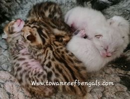Jojo x Freddie
Bengal kittens available
Brown rosetted 
seal lynx snow rosetted
(please click on above photo to enter the page, thank you)