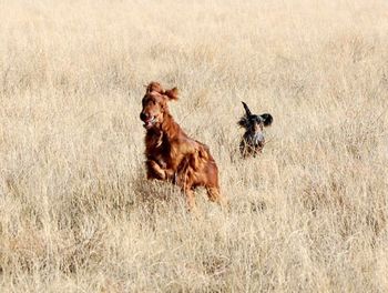 Went hunt training with the irish setters. At the end of training I let the dachshunds and the irish run together - they had a blast!!! To funny seeing the dachshunds in the field!
