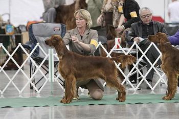 "Sage" Huntersglen Galewinns My Beloved (BISS CH. Galewinns Grand Slam x BISS CH. Roclyn Vivacious JH) Owned by Tim & Kim Keinschmidt Sheyboygan, WI Me showing Sage at the Milwaukee Specialty in March of 2010. She went Best Puppy!
