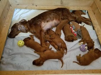 Puppies are 3 weeks old now !  They all have their eyes open and are up  and around.
