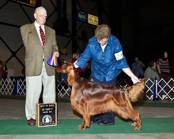 "Brody" Galewinns Huntersglen Badlands NA Owner: Kris Kamholz, DVM Brody wins his first major among stiff competition! And look how nicely Kris has groomed him - he looks great. Congrats!! Notice that Brody also has a new agility title!!
