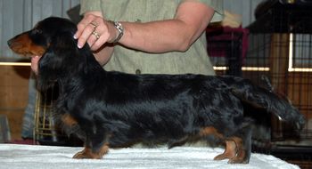 Bode at his first show - he went BOW both days for 1 point each day. May 2010. 6 months old.

