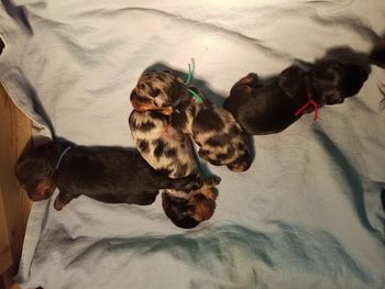 16 days old today - eyes are open on all of them!! 5/25/16
