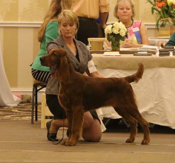 Brewin at the Irish Setter National. He was in the 6-9 mo puppy dog class and WON it!! April 2015
