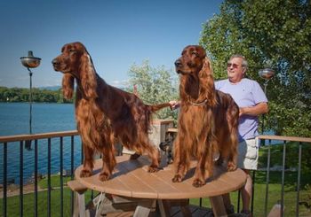 Crosby (right) and Paddy (left) standing on the table on Max's deck after their grooming session. John Krueger is in the background - him and his wife Penny bred this litter.
