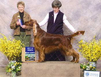 "Kaige" CH. Galewinns Who's at Bat? (BIS BISS CH. Windrose Who's On First? x CH. Galewinns Legend of Keliaire) This is his finishing picture - he is now a champion!! Owners: Tom Kaiser & Jessica Stanwood Pennsylvania February 2010
