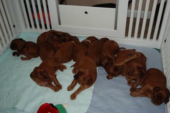 Babies are 3.5 weeks old.  Starting feeding them today - they were hungry!!
