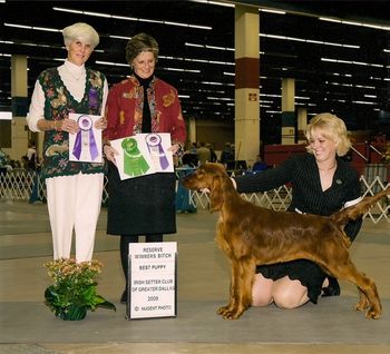 "Pronto" Keliaire On The Double Owner: Kim Lamontagne (Keliaire Irish Setters) This is the orange girl. Pictured at her first show at 6 months old - she went Best Puppy and Reserve Winner's Bitch at the Fort Worth Specialties both days. Not bad for a first show!! She is being shown by Monica LaMontagne.
