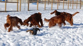 The dogs playing in the snow - even Baxter the dachshund had to join in.
