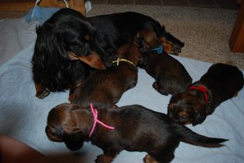 The puppies are 3 weeks old now!
