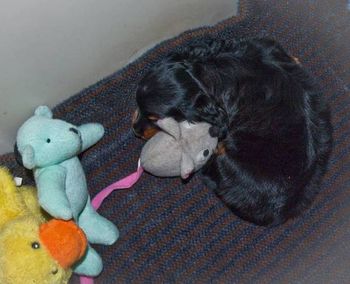 Beanie is 6 weeks old and is almost weaned. She is napping with her toys - she loves her toys!!

