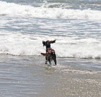 Phantom playing at the beach in California. Galewinns Phantom Double Play (Ch. Windrose Who's On First x Ch. Galewinns Legend of Keliaire) Owners: Ann & Don Przyojski California
