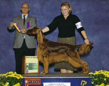 "Cordie" CH. Galewinns Diamond at Huntersglen (BIS BISS CH. Windrose Who's On First? x CH. Galewinns Legend of Keliaire) Being shown by Amy Duncan in South Carolina winning Best Of Breed. Feb 2010 Cleveland show 12/09 Owners: Kim & Tim Kleinschmidt Sheboygan, WI
