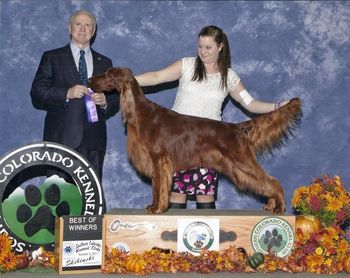 "Keefer" (click on Keefer's name to go to his page) Galewinns Keliaire Keep On Going (GCH. Tramore Galewinns Mak'n An Impact x CH. Tramore Keepin' On Galewinns JH) Whelped 2/15/11
