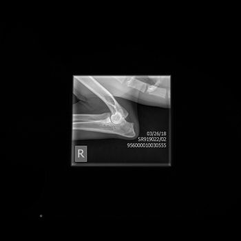 Deni's right elbow xray - taken on 3/26/18.  Awaiting OFA evaluation.

