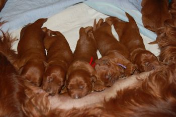 The buffet is open!!! 4 days old today,.
