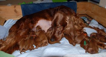 Puppies at 2 days old.

