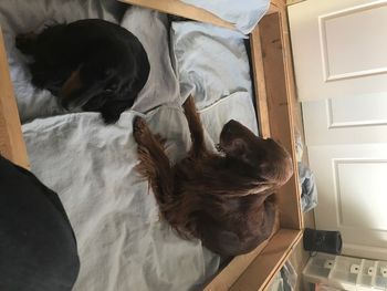Caper (dachshund) was lending PJ moral support when she started labor.
