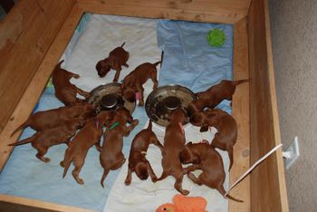 Puppies got their first "real" meal tonight - it took about 30 seconds for them to figure it out!

