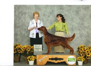 "Carrigan" CH. Huntersglen Bring It On Galewinns Owners/Breeders: Kim & Tim Kleinschmidt & Pam Gale Carrigan is shown here finishing his championship at 13 months. June 2010
