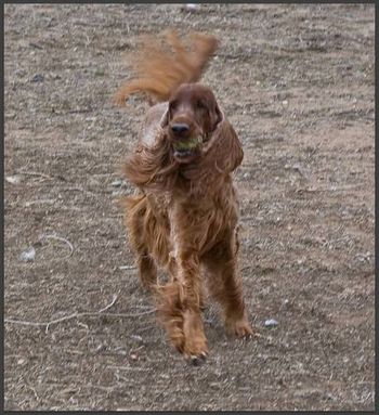 Tori running with her beloved tennis ball.
