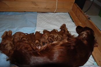 Puppies at the "milk bar" at 10 days old.  They are growing so fast!
