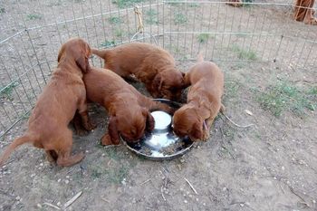 I fed them their first "real meal" today - didn't take them long to figure out how to eat!!
