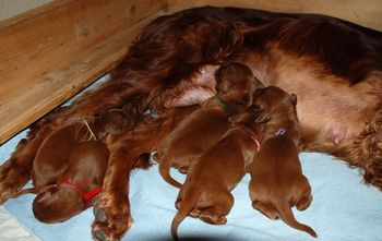 Puppies at 4 days old.  Getting bigger!!
