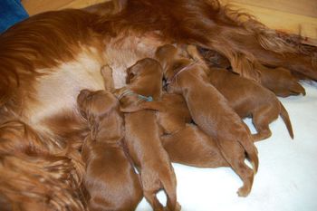 Look in the middle of the puppies - see the little puppy bottom sticking out. lol
