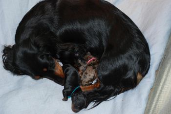 Here are the puppies right after they were born.
