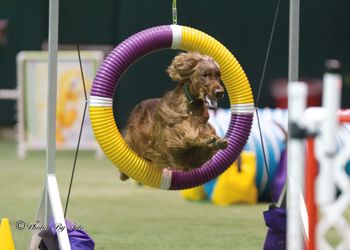 Brody running in agility - he almost has his MACH title!! May 2013
