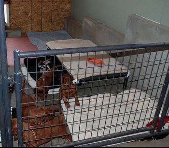 Babies got moved to the downstairs kennel today.  They are going to love the extra room.
