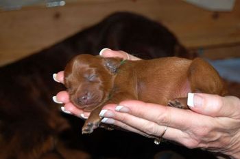 The puppies fall asleep in my hands as soon as I pick them up - mostly because their bellies are so full!
