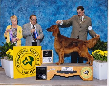 "Travis" Galewinns Wake Up The Echoes (BISS CH. Galewinns Spirit of Tramore x Ch. Galewinns Tramore Mak'n An Impact) Owner: Nancy Owens & Pam Gale Barrington, IL Travis is shown here winning is first major at the Chicago International Show in March 2013. Way to go Travis!!!
