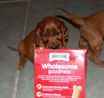 Now shouldn't this be a "Milkbone" commercial!?!
