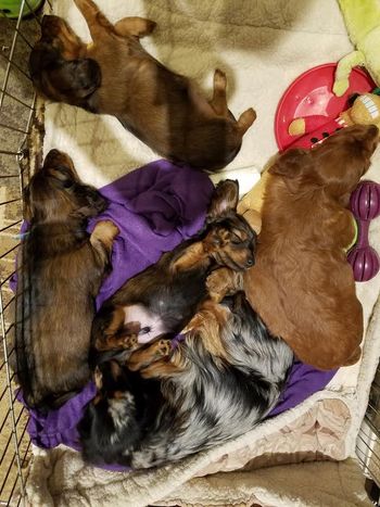 I have been putting my singleton irish setter puppy in with the dachshund puppies.  She is 2 weeks younger.
