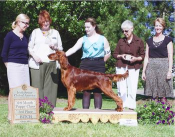 PJ gets a 3rd place in the 9-6 month puppy class at the Irish Setter National.  So pleased as there were 22 nice puppies in this class!  She is 8 months old.  June 2014

