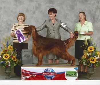 "Sully" CH. RedTale Sunshine On Ice (CH. Galewinns Put Me In Coach x CH. Token Triple 7 Cat) Sully is a Bo son and is pictured finishing his championship in March of 2012. Congrats to owner Ann Alves and breeder Debbie Murray!
