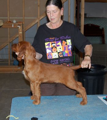 Diane and Mark Mendelsohn now own the red boy. Diane flew in from Gilbert, Arizona to get him. Diane is a breeder of irish setters also so it was truly an honor for her to want this puppy. He is going to have an amazing agility career. His new name is Wynn.
