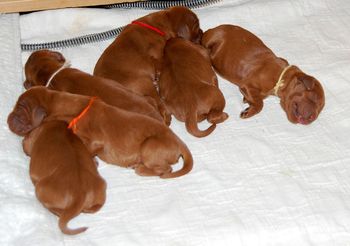 Puppies at 3 days old.
