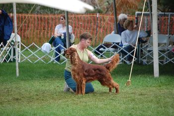 "Marx" AFC DC Pompei's Look Who's Here SH RA VCX (CH. Quinniver's Roadrunner x CH. Rainwood Impetuous JH) Breeder/Owner/Handler: Annette Pusey Pompei Farms Irish Setters
