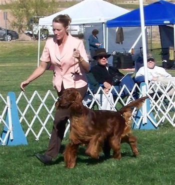 Bo at the New Mexico Sporting Dog Show November 2007
