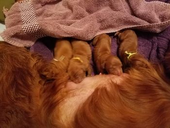 First four puppies - 3 girls and one boy.
