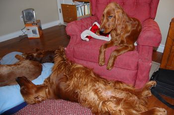 Blaise gets the chair while the other 3 (yes, there are 3 dogs on the floor) are sprawled on the floor. What a rough life these dogs have!!
