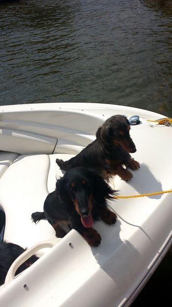 Caper and her mother Jersey on the boat.
