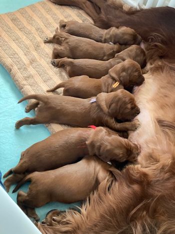 All of the puppies at 13 days old.
