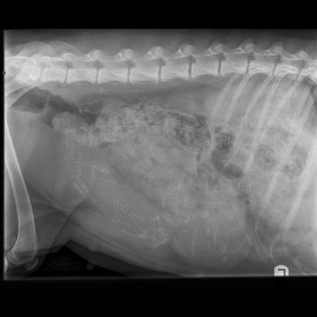 Chica's xray of her puppies.  Kind of hard to see but you can see the skulls and the spines. 5/30/15
