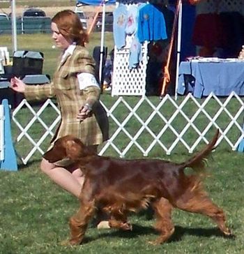 Katie being shown by Tiffany at the Sporting Dog show in New Mexico in 11/07.
