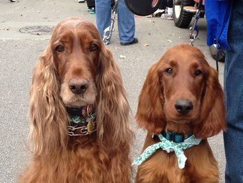 Conor and his BFF Libby at the St. Paddy's day parade. March 2013 Owners: Brenda & Skip Gast Kansas

