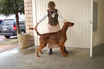 Crosby at around 8 mo old being stacked by co-owner Taffy McFadden.
